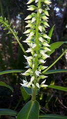 Veronica flavida