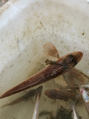 Eutrigla gurnardus
