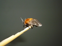 Megalopyge vulpina