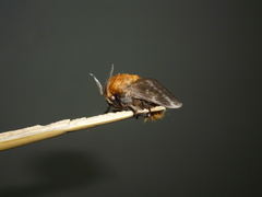 Megalopyge vulpina