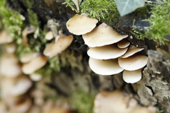 Crepidotus autochthonus
