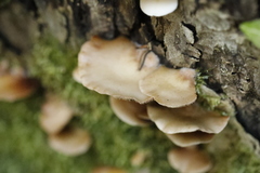 Crepidotus autochthonus