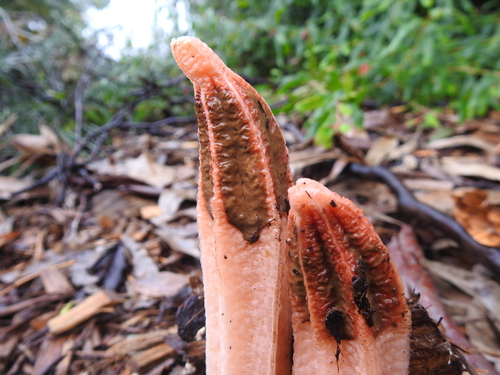 lantern stinkhorn