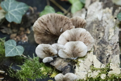 Crepidotus autochthonus