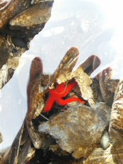 Henricia leviuscula