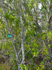 Chionanthus foveolatus