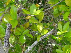 Chionanthus foveolatus
