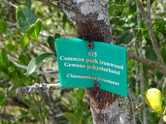 Chionanthus foveolatus