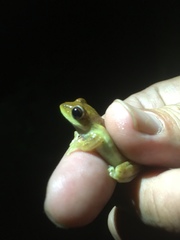 Chirixalus nongkhorensis