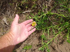 Conicosia pugioniformis