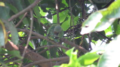 Psittacula columboides