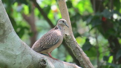 Streptopelia chinensis