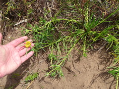 Conicosia pugioniformis