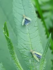 Entomophthoraceae