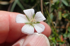 Geranium schlechteri