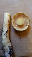 Cortinarius citrinifolius