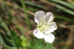 Geranium schlechteri