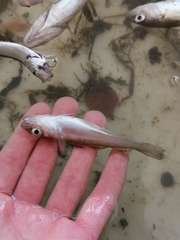 Merlangius merlangus