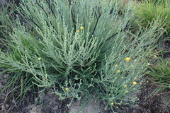 Pentzia globosa