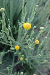 Pentzia globosa