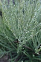 Pentzia globosa