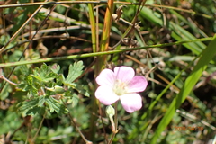 Geranium schlechteri