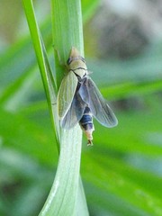 Entomophthoraceae