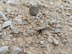 Eumantodea