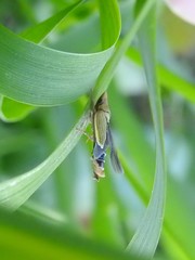 Entomophthoraceae
