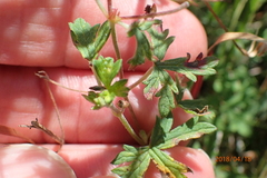 Geranium schlechteri