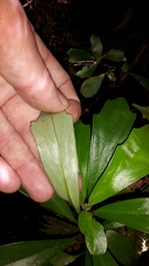 Brachyglottis kirkii