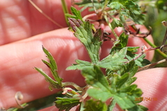 Geranium schlechteri