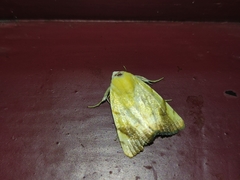 Xanthodes transversa