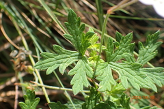 Geranium schlechteri