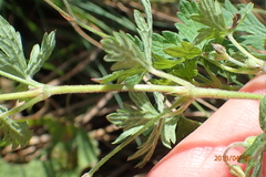 Geranium schlechteri