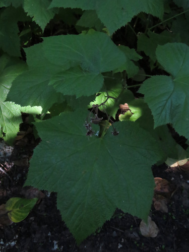 Rubus parviflorus
