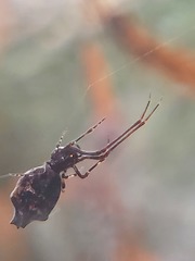 Faiditus cancellatus