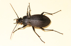 Carabus vinctus