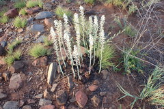 Drimia sanguinea