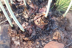 Drimia sanguinea