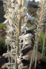 Drimia sanguinea
