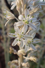 Drimia sanguinea
