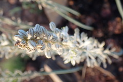 Drimia sanguinea