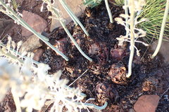 Drimia sanguinea