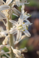 Drimia sanguinea
