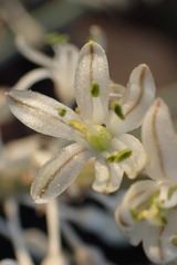 Drimia sanguinea