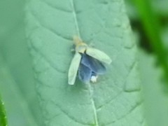 Entomophthoraceae
