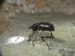 Diastoleus