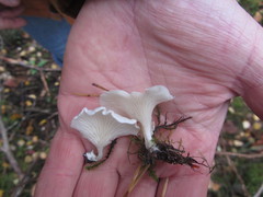 Clitocybe phyllophila