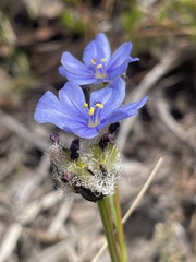 Aristea glauca